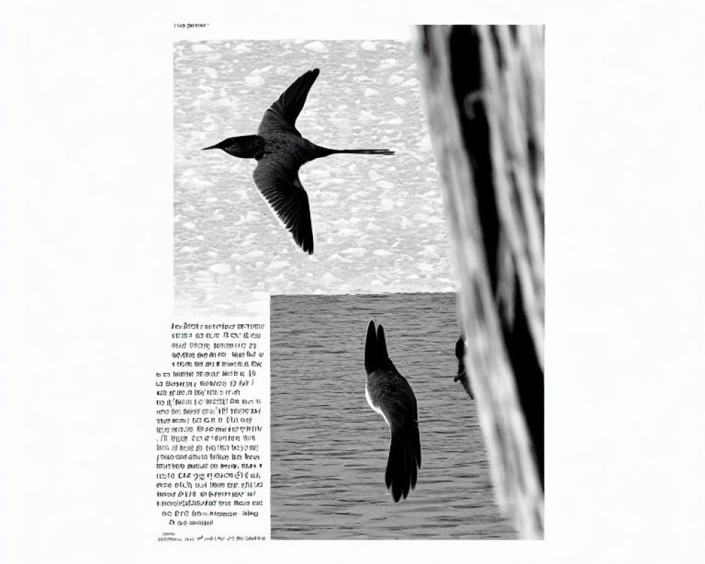 Monochrome photo of two birds flying over water and foliage