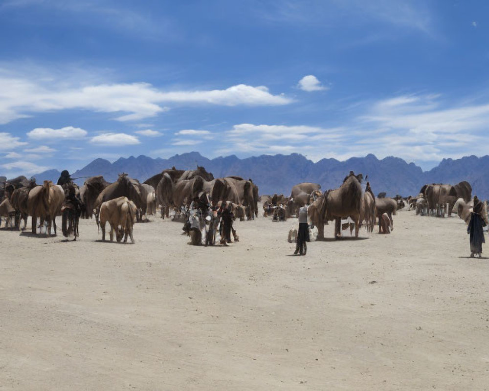 Herders with large camel herd in vast desert under cloudy sky