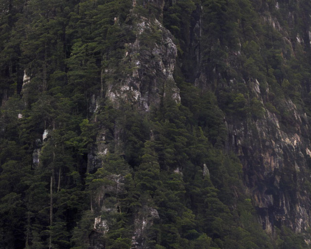 Forested Mountain Slope with Green Trees on Rocky Terrain