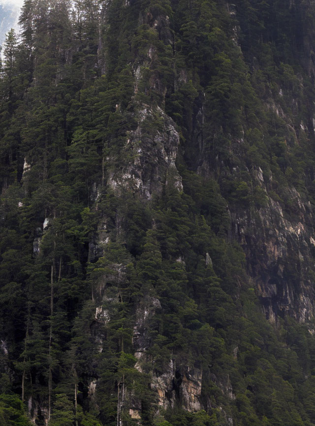 Forested Mountain Slope with Green Trees on Rocky Terrain