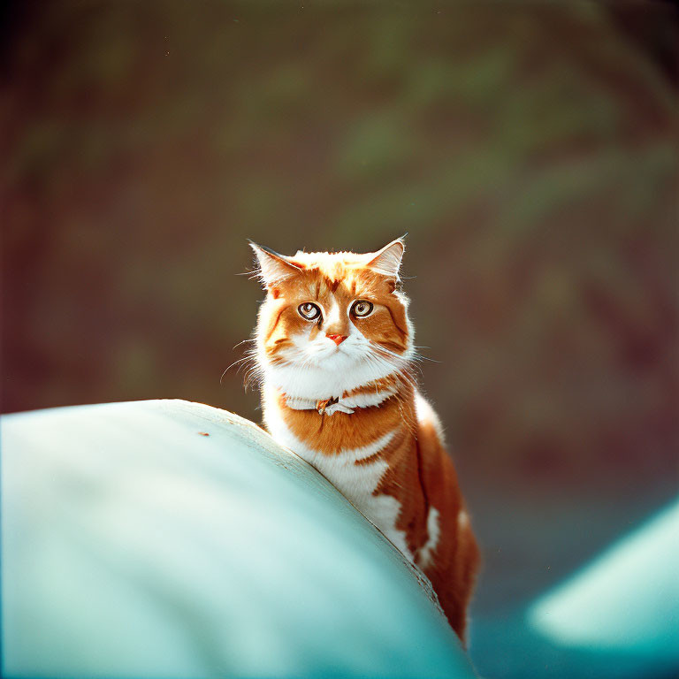 Orange and White Cat with Blue Eyes on Blue Surface with Green Foliage Background