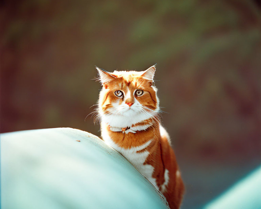 Orange and White Cat with Blue Eyes on Blue Surface with Green Foliage Background