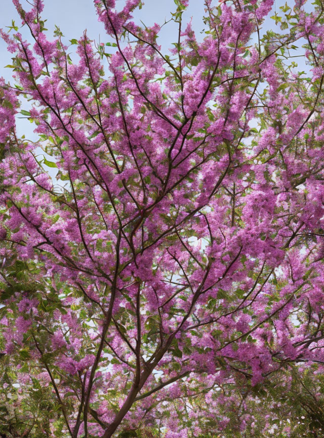 Flourishing tree with vibrant pink blossoms against clear sky