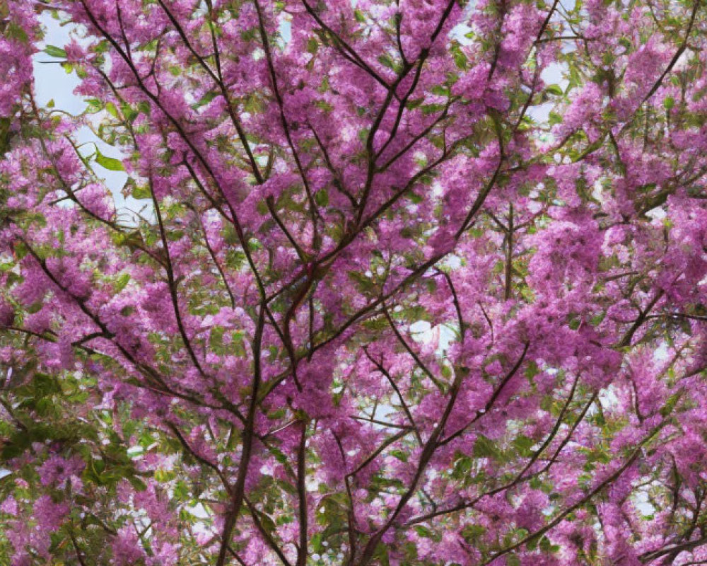 Flourishing tree with vibrant pink blossoms against clear sky