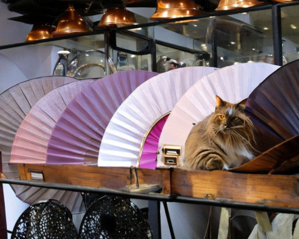 Cat among colorful fans on shelf in warmly lit store interior