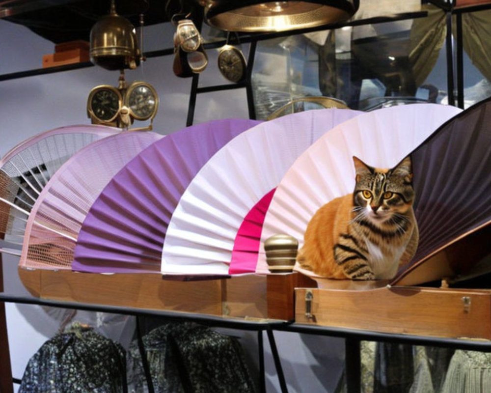 Cat sitting on shelf in front of colorful paper fans in cozy vintage room