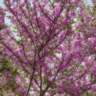 Vibrant purple bouquet with green accents on dreamy backdrop