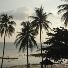 Pastel-colored palm trees against textured sky with dark foliage silhouette