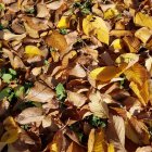 Sunlit Autumn Leaves Among Gray Rocks Scene