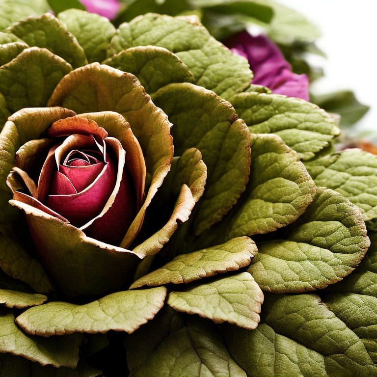 Detailed close-up of rosebud and green leaves with textured petals and veins