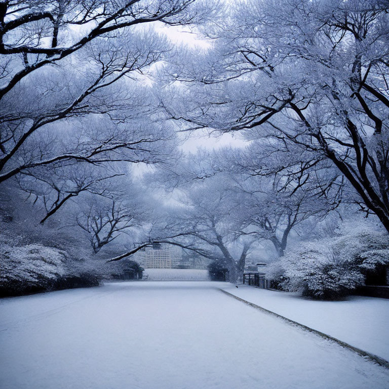 Snow-covered park with bare trees and misty pathway in serene winter scene