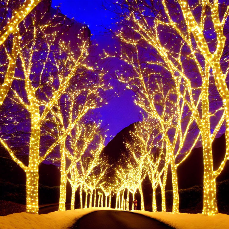 Tree-lined Pathway Illuminated by Yellow Fairy Lights