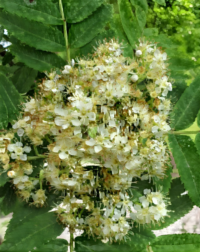 Sorbus Aucuparia in bloom