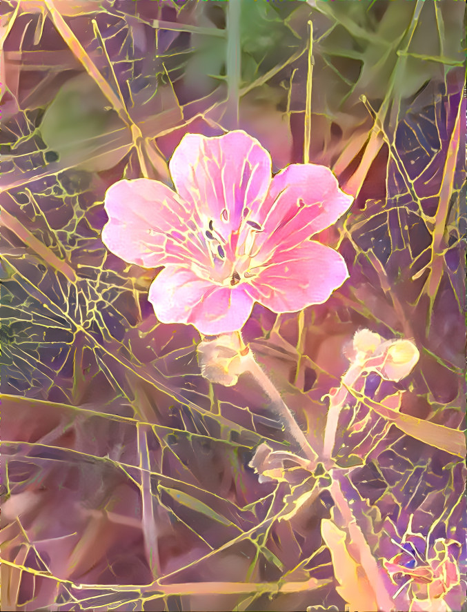 Geranium sylvaticum