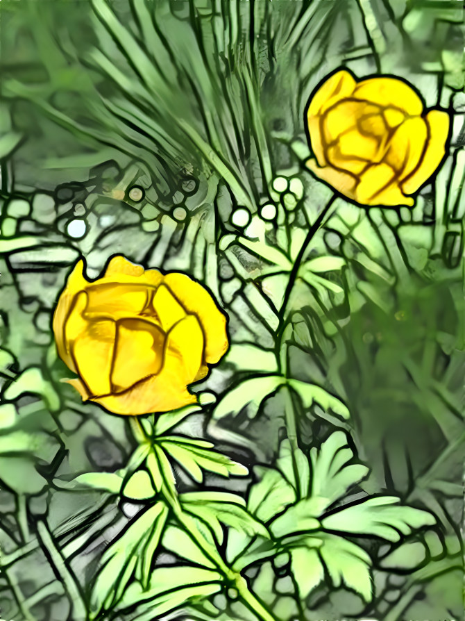 Trollius europaeus