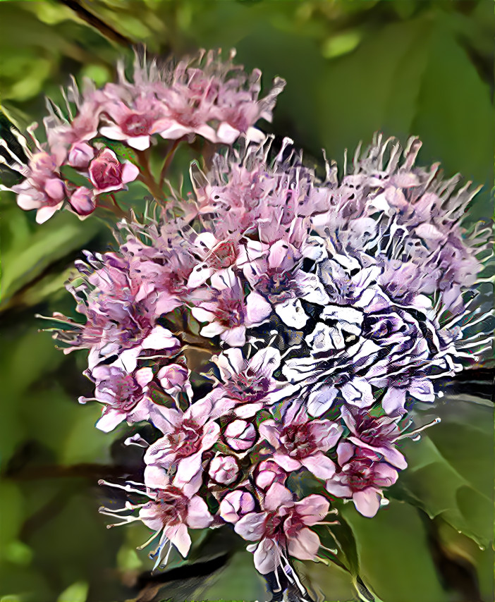 Spiraea japonica