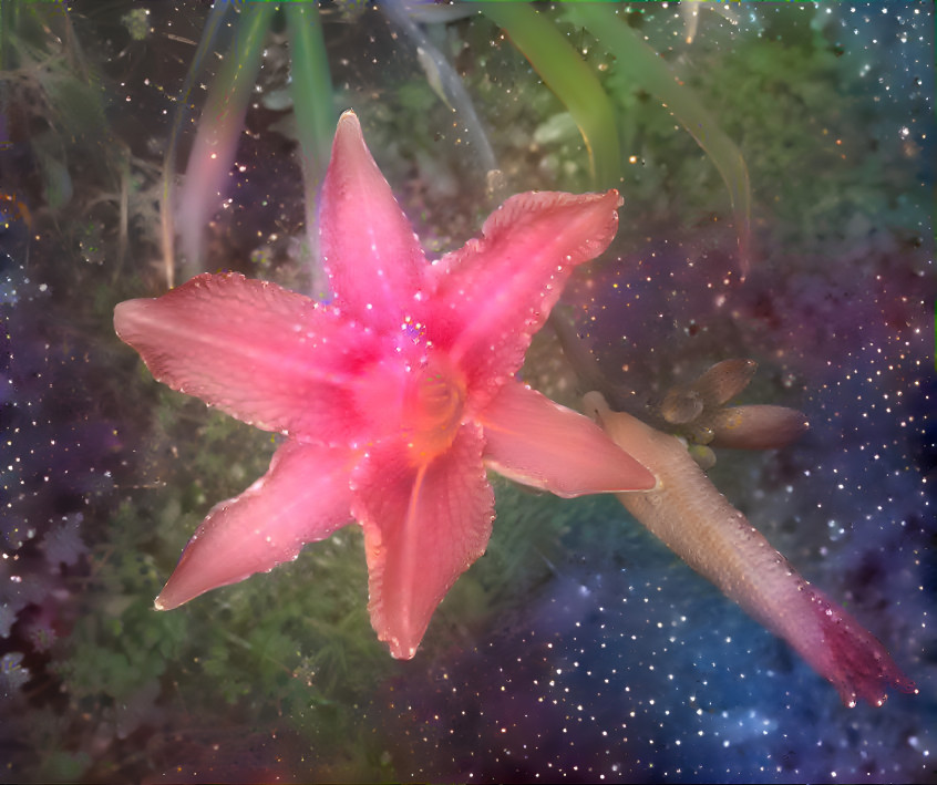 Daylily of the Trifid nebula