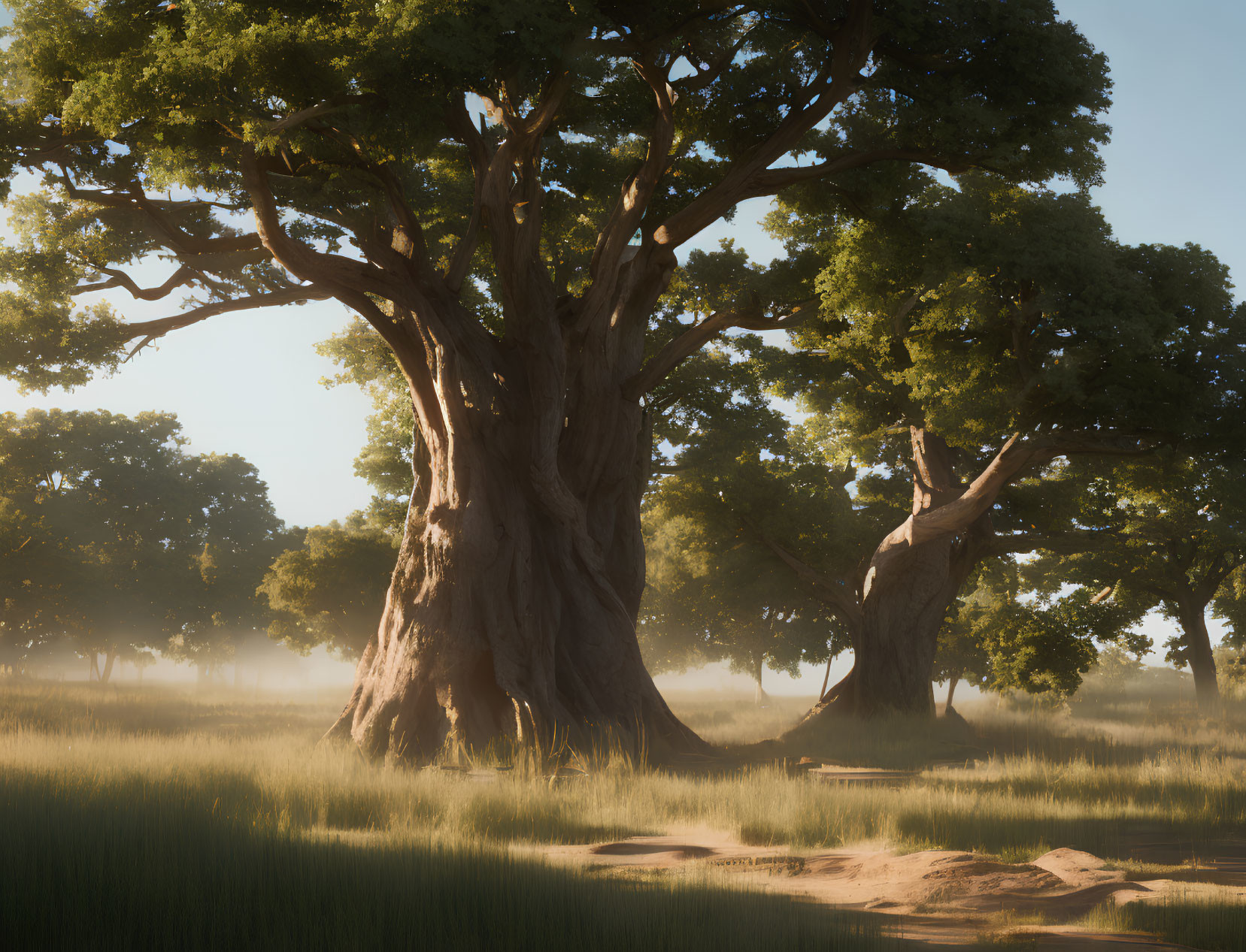 Thick-trunked trees in serene forest clearing with lush canopies