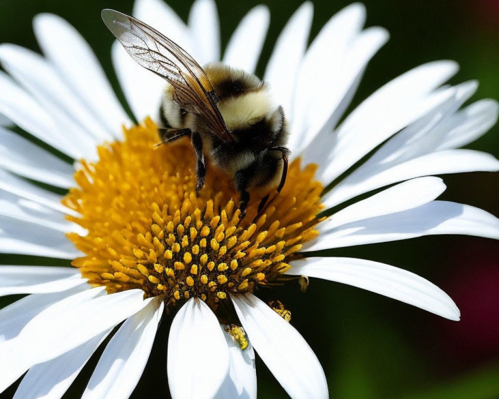 Bumblebee on white and yellow daisy with green backdrop