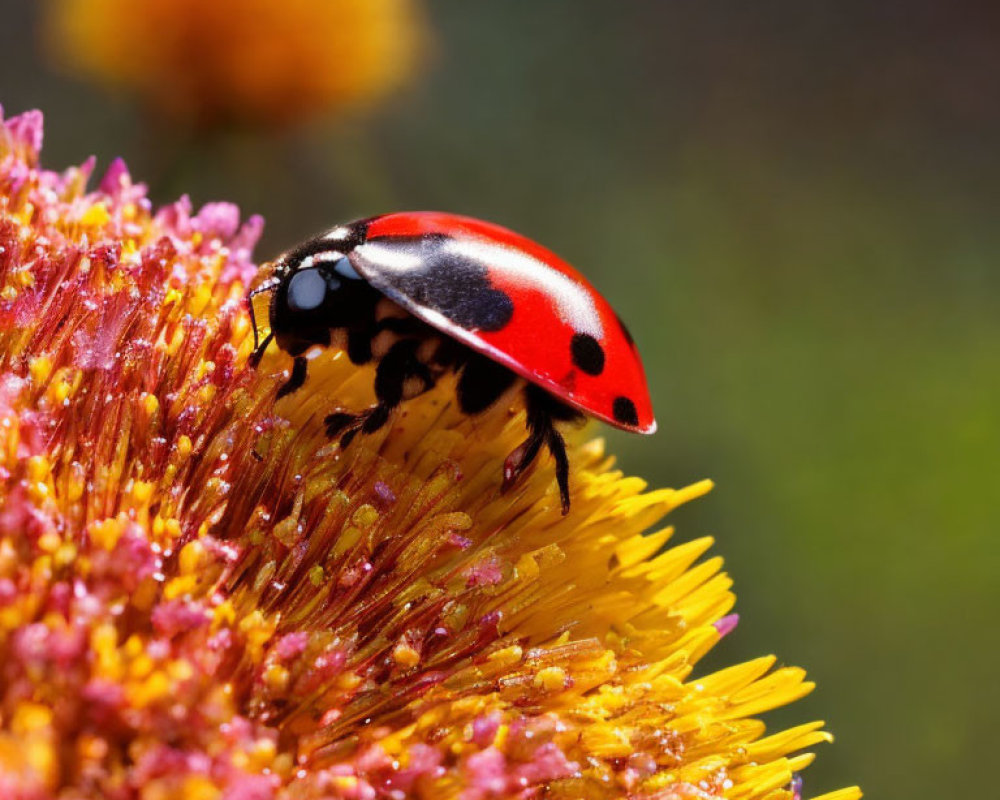 Red ladybug with black spots on golden flower stamen in natural setting