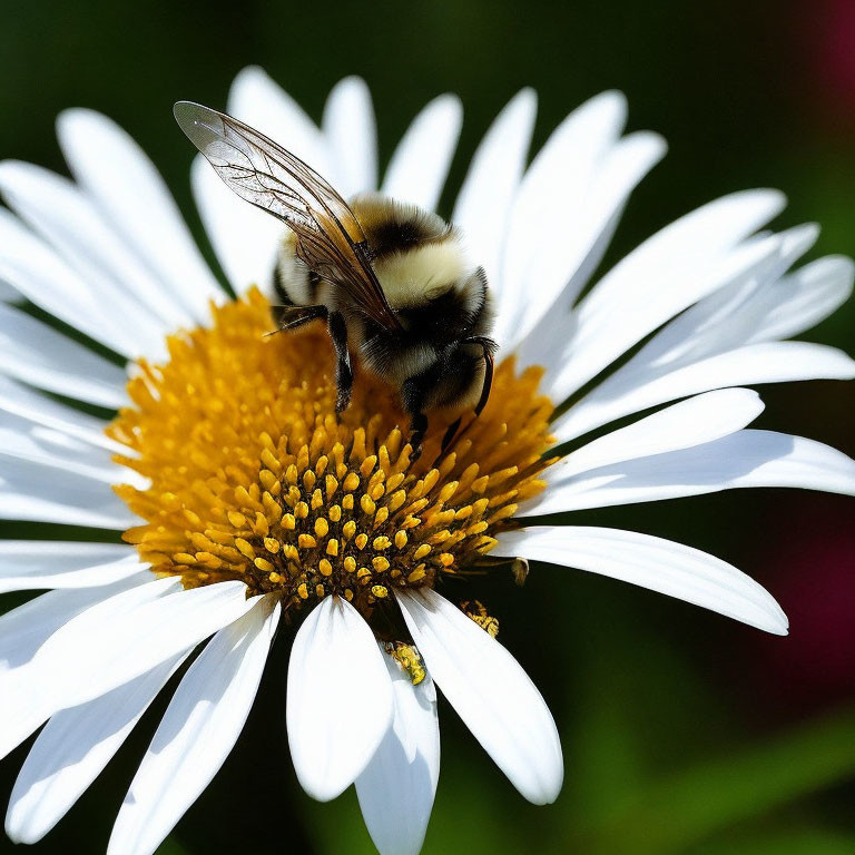 Bumblebee on white and yellow daisy with green backdrop