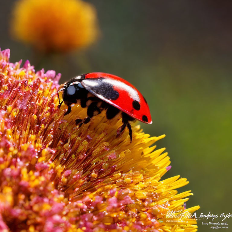 Red ladybug with black spots on golden flower stamen in natural setting