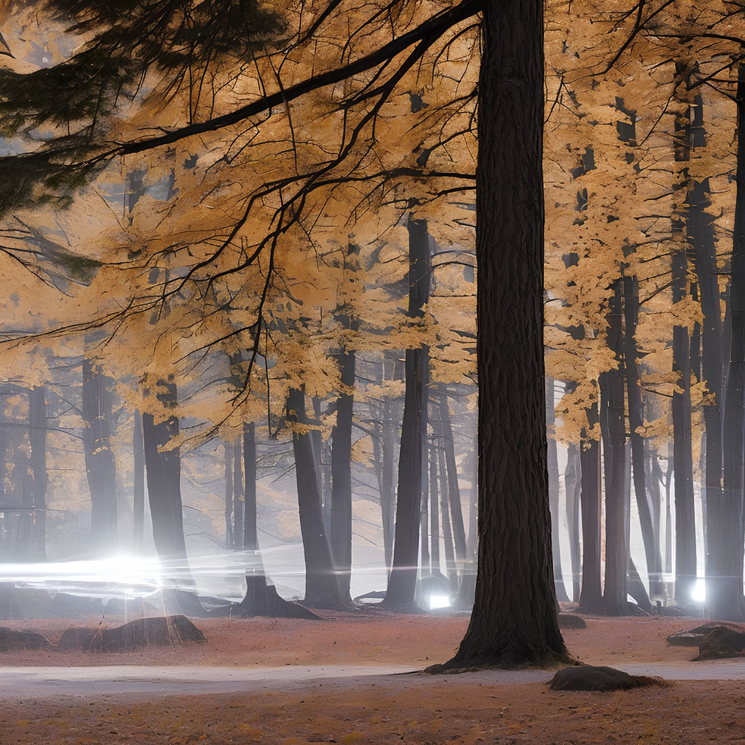 Misty forest with tall trees, autumn leaves, and light trails in foggy scene