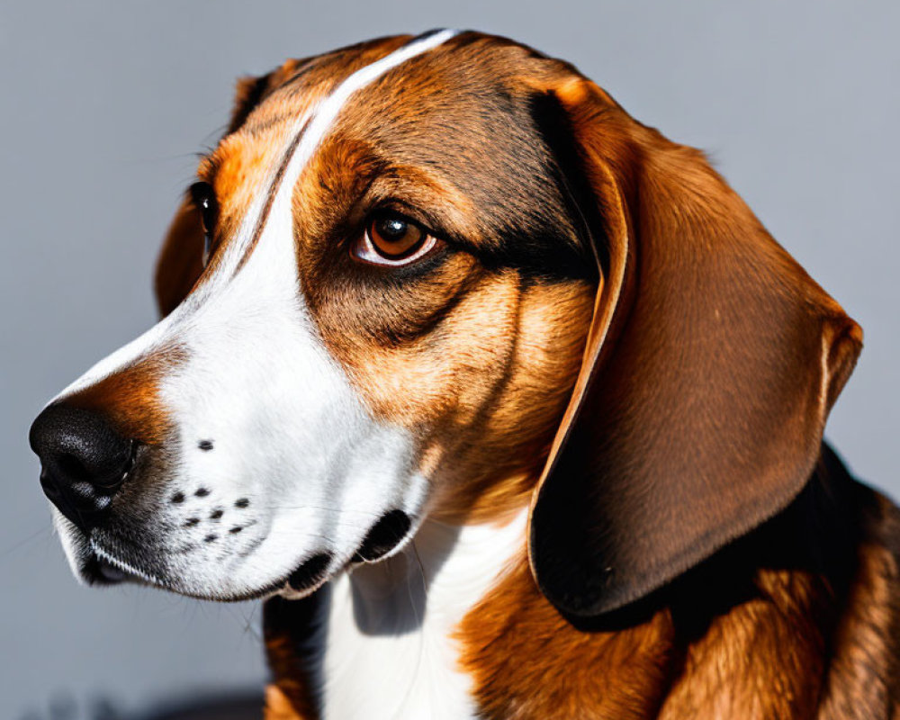 Tricolor Beagle Close-Up with Brown Eyes and Floppy Ears