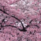 Cherry Blossom Forest with Cozy Woodland Cottages