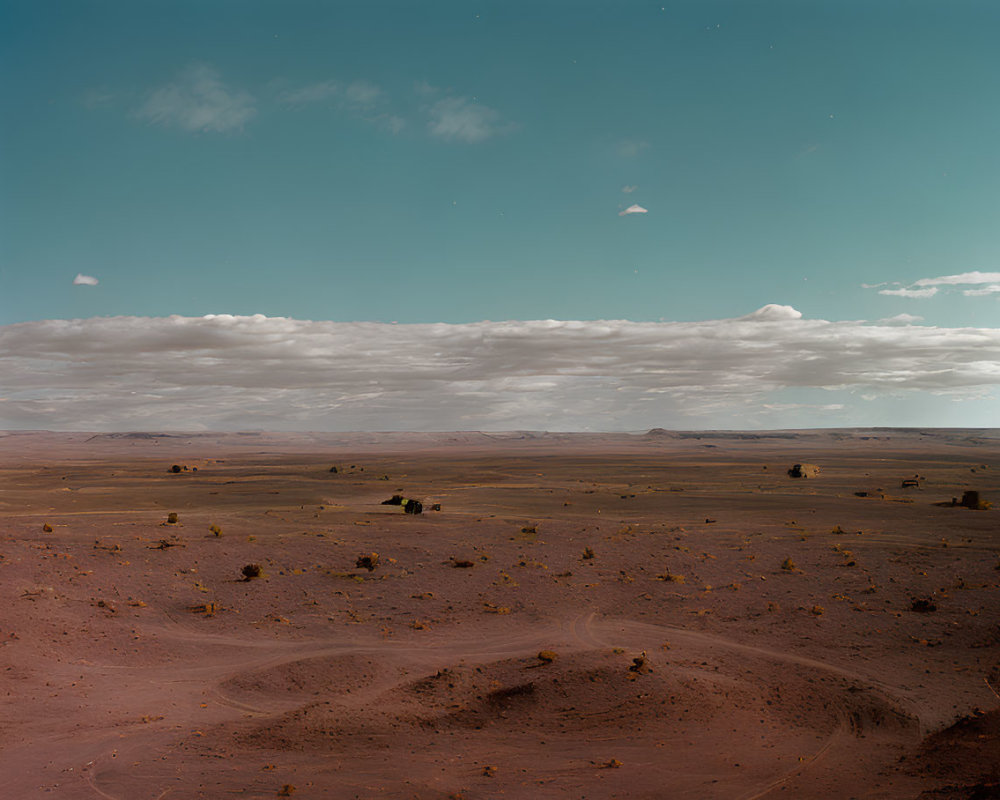 Sparse vegetation and tire tracks in desert landscape.