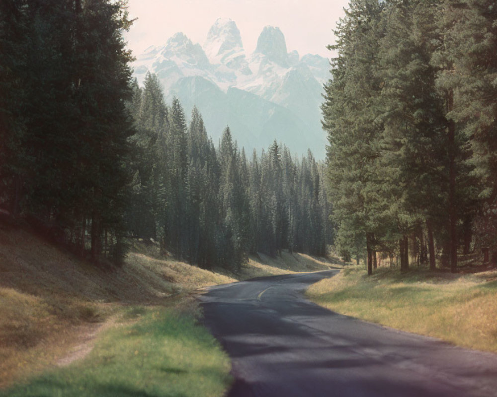 Scenic forest road with tall pine trees and snowy mountains