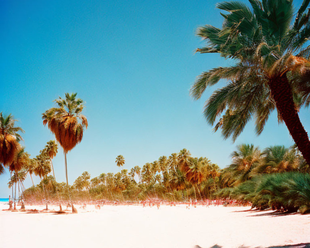 Tropical beach landscape with palm trees and clear blue sky