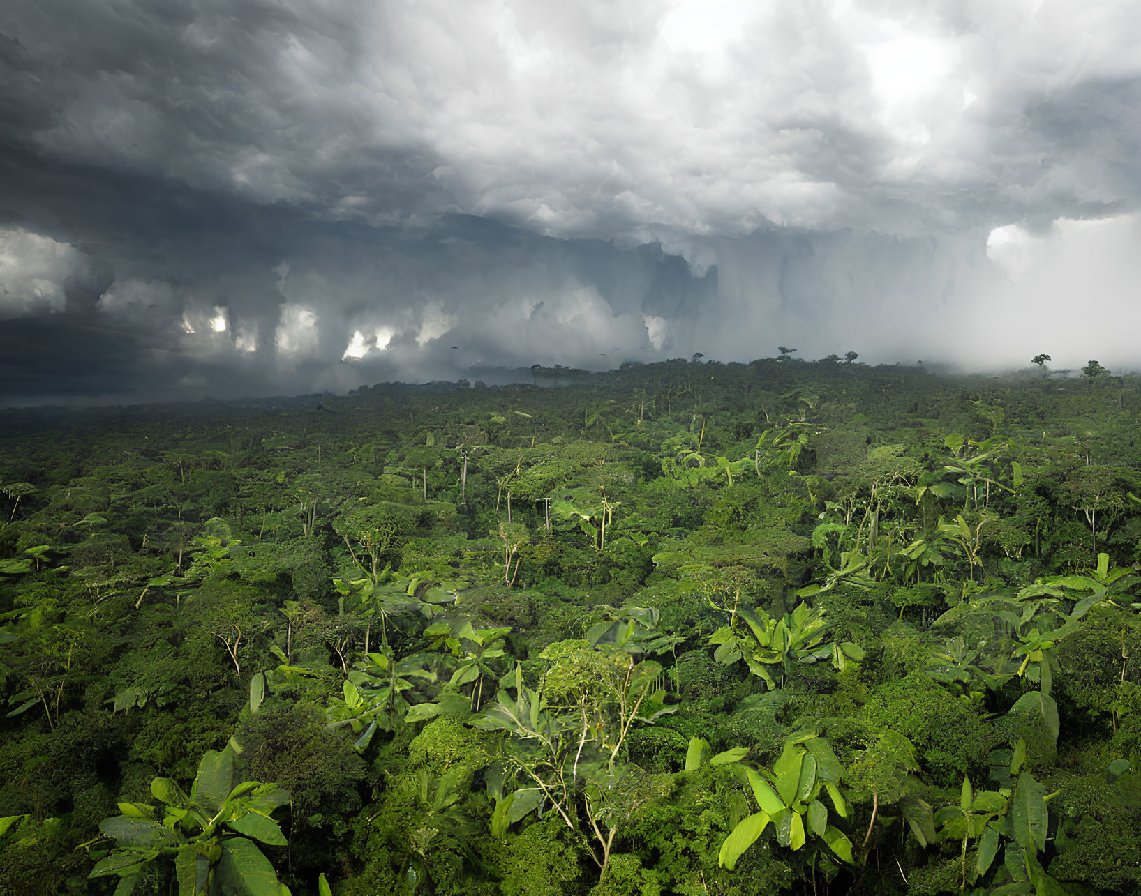 Verdant Rainforest with Stormy Sky and Rain in Distance