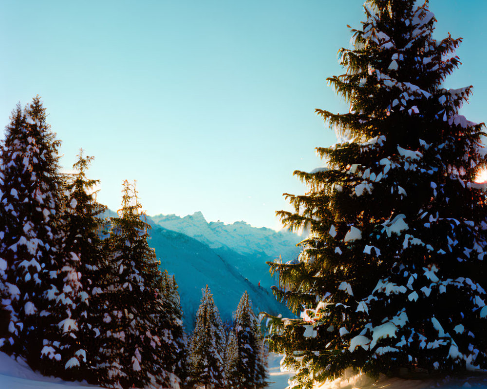 Winter scene: Snow-covered pine trees, mountains, and blue sky