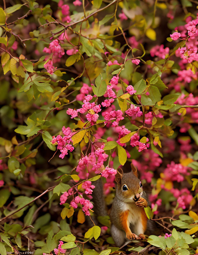 Squirrel eating among pink flowers and green leaves