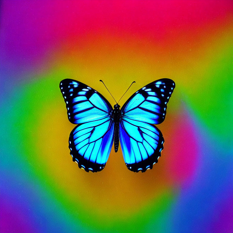 Colorful Butterfly Resting on Rainbow Gradient Background