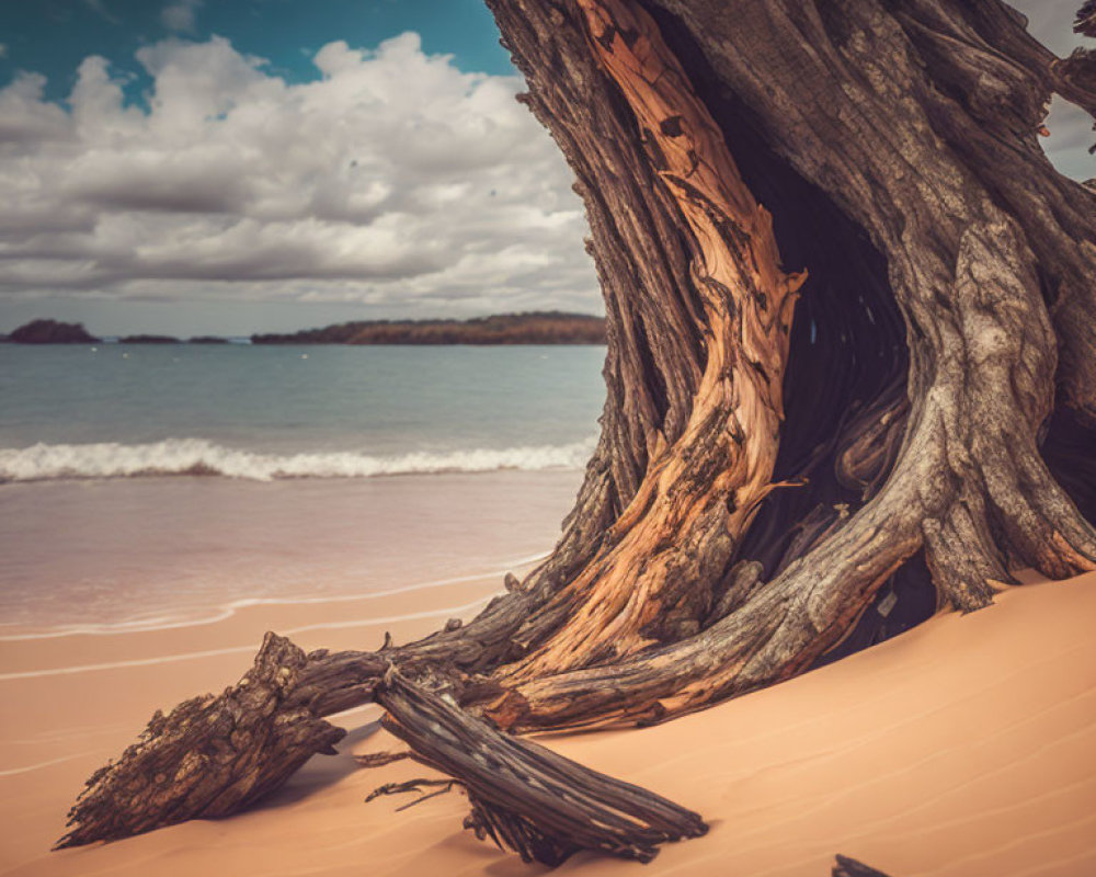 Weathered tree with exposed roots on sandy beach under cloudy sky