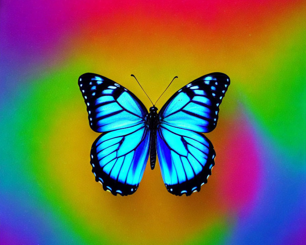 Colorful Butterfly Resting on Rainbow Gradient Background