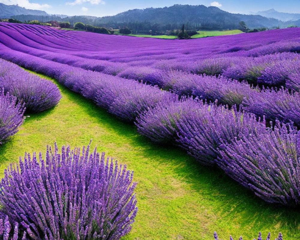 Vibrant purple lavender fields under clear blue sky