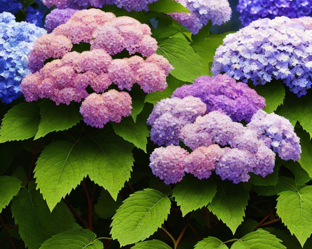 Vibrant pink and blue hydrangea flowers with green leaves