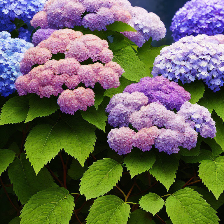 Vibrant pink and blue hydrangea flowers with green leaves