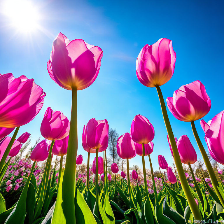 Bright pink tulips under clear blue sky with lush greenery