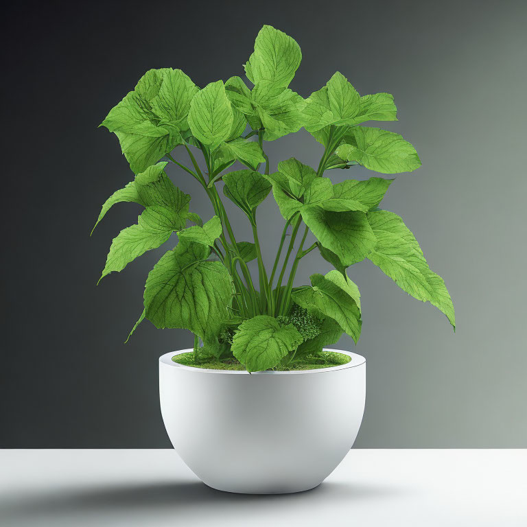 Broad-leafed green potted plant in white oval planter on grey background