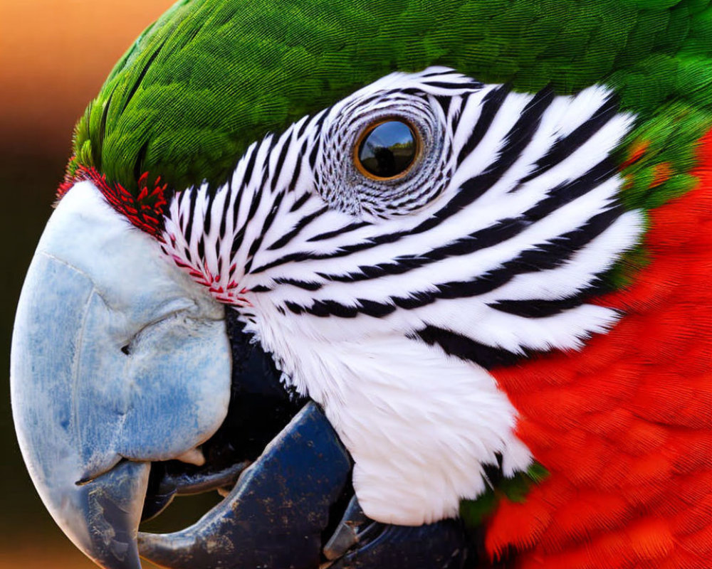 Colorful parrot with green, red, and white feathers and curved beak on blurry backdrop