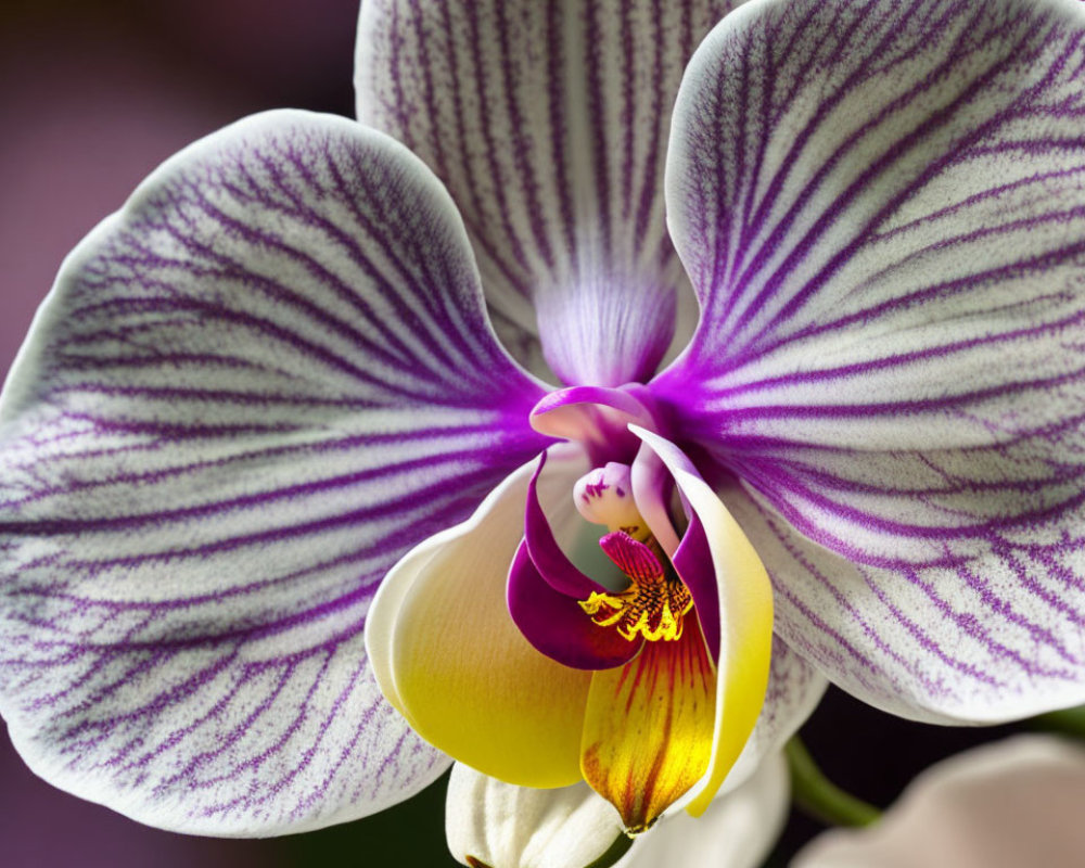 Purple-striped white orchid with vibrant yellow and magenta center on blurred purple backdrop