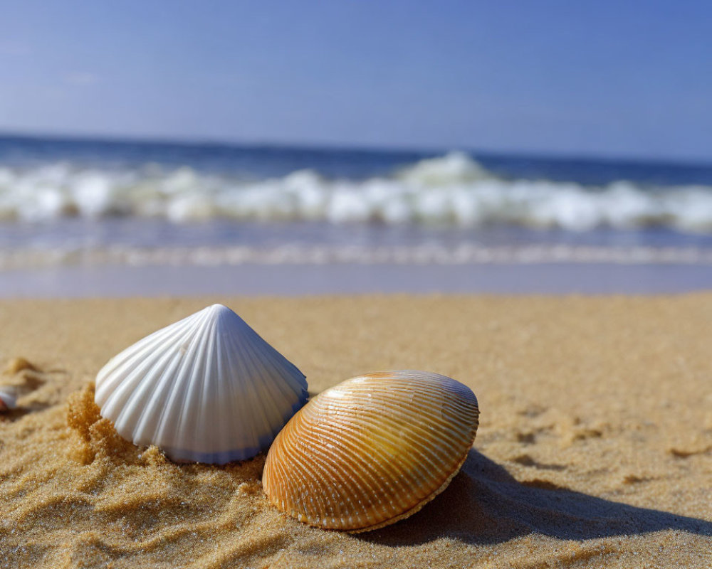 Seashells on Sandy Beach with Waves and Blue Sky