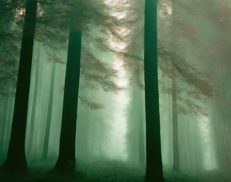 Misty forest with tall trees and subtle glow