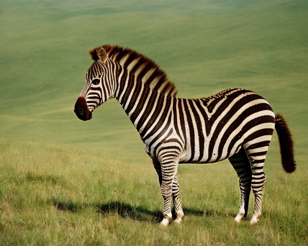 Black and white zebra on grassy savanna with hills in background