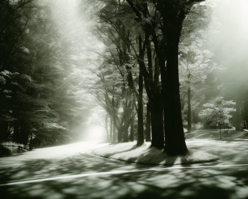 Monochrome photo: Sunbeams through trees onto forest road