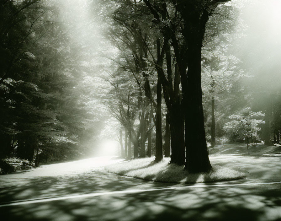 Monochrome photo: Sunbeams through trees onto forest road